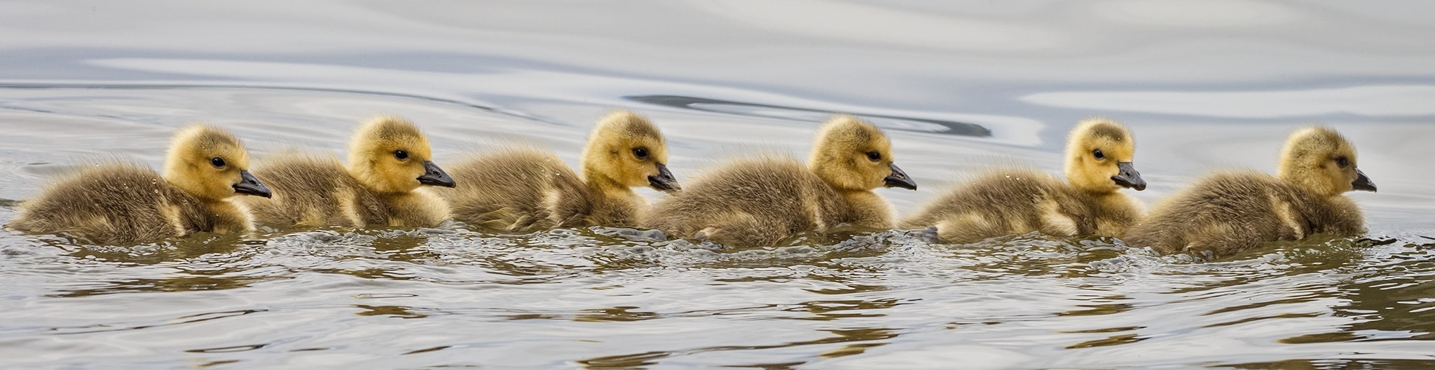 Canada Goose Goslings